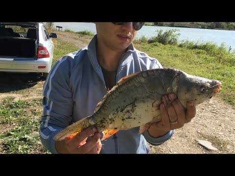 Видео: Рыбалка на Карпа. Жмых. Бойлы. Ставропольский край