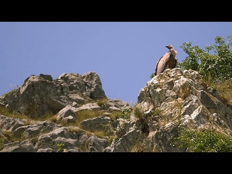 Видео: Откройте для себя каньон реки Увац с белоголовыми сипами и деликатесы Пештерского плато в Сербии…