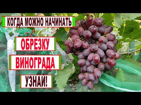 Видео: 🍇 Даже не думай НАЧИНАТЬ ОБРЕЗАТЬ ВИНОГРАД пока не произойдет ЭТО! Когда ЛУЧШЕЕ ВРЕМЯ для обрезки?