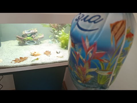 Видео: Как правильно запускать новых рыбок в аквариум