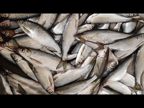 Видео: Рыбалка зимой на летнюю  поплавочную удочку. Белоярское водохранилище.