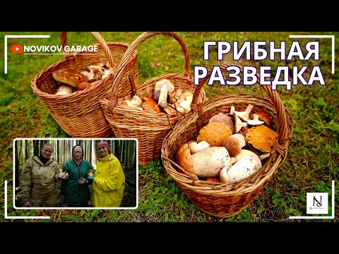 Видео: Грибная разведка 30 августа 2025 Гатчинский район