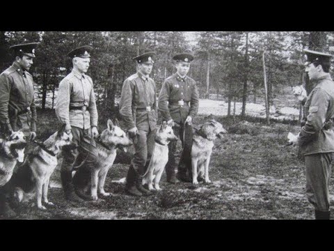 Видео: Собака-кусака 16.