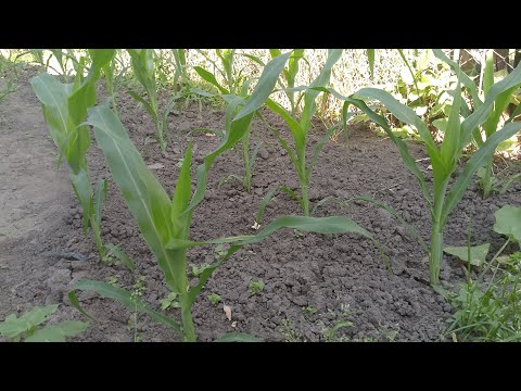 Видео: Фази розвитку кукурудзи — просто, але зрозуміло!🌽