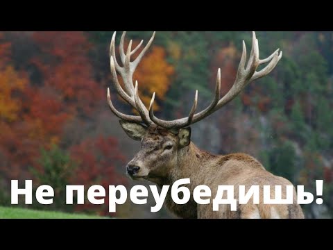 Видео: В ЗАГС ЛЮБОЙ ЦЕНОЙ Королевский Алень идет НАПРОЛОМ