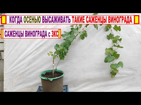 Видео: 🍇 Когда осенью пересаживать на ПОСТОЯННОЕ МЕСТО саженцы винограда с ЗАКРЫТОЙ КОРНЕВОЙ СИСТЕМОЙ?