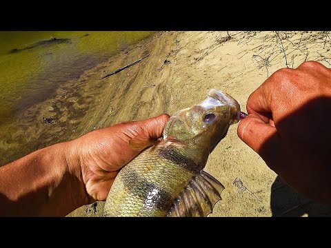 Видео: ПРОСТО СКАЗОЧНАЯ РЫБАЛКА ВЫШЛА! КЛЮЁТ ВСЁ И ВЕЗДЕ! Ловля на спиннинг 2024.