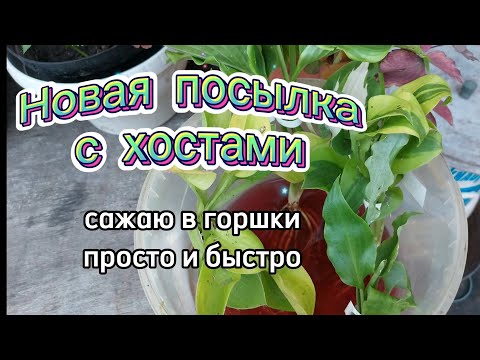 Видео: Получила свежую посылку. Распаковка хост и посадка в горшки. Мой грунт в горшках.