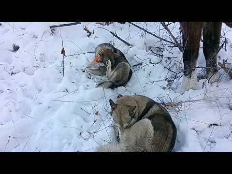 Видео: Охота на соболя с лайкой!