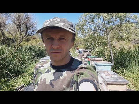 Видео: Осмотр семей на принос меда // Пчеловодство Аргентины