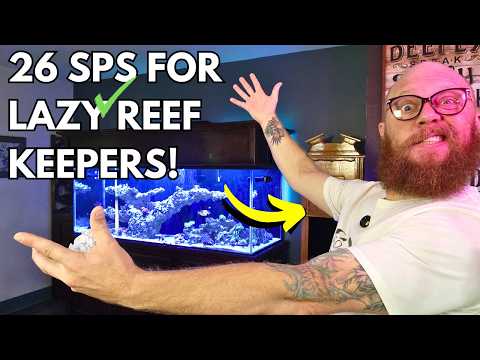 Видео: Ленивый? Отлично. Эти 26 SPS всё равно будут хороши!