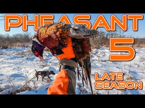 Видео: Снежные петухи! | Охота на фазанов, общественные земли, часть 5, часть 2 #pheasanhunting
