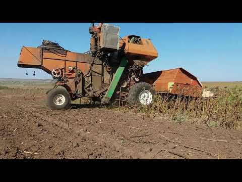 Видео: Уборка подсолнуха приставкой ПСП-1.5 комбайном Нива СК 5