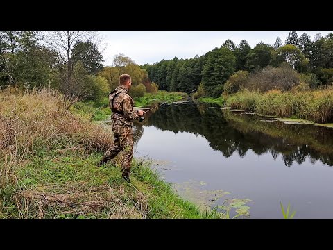 Видео: Осінній Мікроджиг на Ужу:Краса природи і Багато риби
