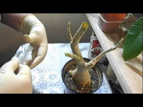 Видео: Прививаем адениум сам на  себя