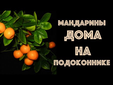 Видео: Прививка МАНДАРИНА, выращенного из КОСТОЧКИ