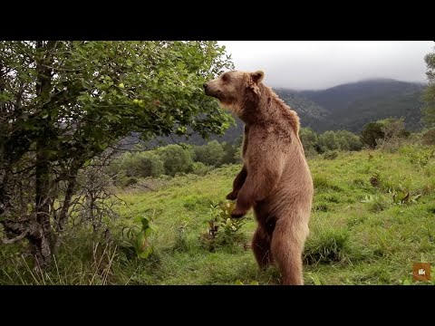 Видео: Дикая Франция, какой вы ее еще не видели. Опус 1.