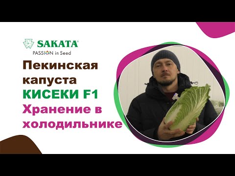 Видео: Пекинская капуста КИСЕКИ F1 долго хранится в холодильнике! #пекинскаякапуста #хранениепекинки #агро