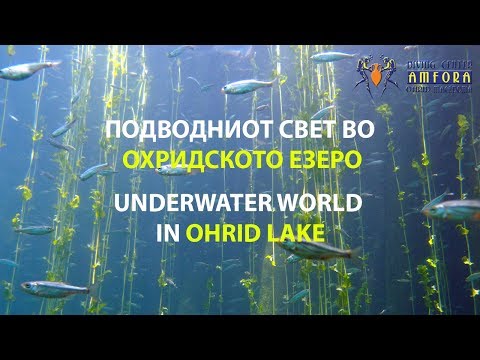 Видео: Подводниот свет во Охридското Езеро | Документарен филм | Нуркачки Центар Амфора