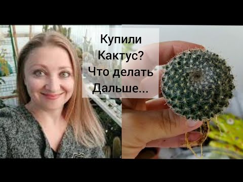 Видео: Вы купили Кактус 🌵Что делать дальше??