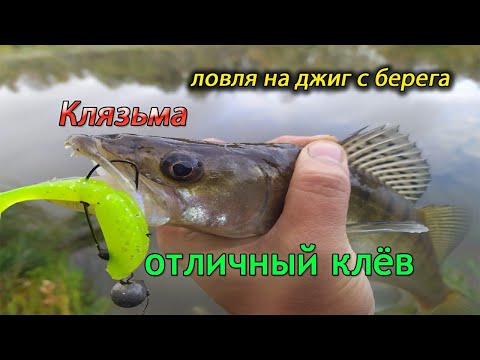 Видео: р.КЛЯЗЬМА. Джиг с берега. СУМАСШЕДШИЙ КЛЁВ. Судак и щука на джиг.