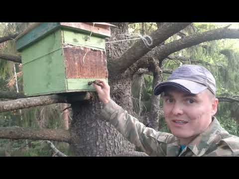 Видео: ПРОВЕРКА ЛОВУШЕК ДЛЯ ПЧЕЛ 2024. ПЕРЕСАДКА РОЕВ.