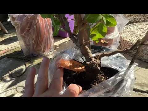 Видео: Мой ШОК в шоке!😱 Mielland💔🫣 НИКОГДА не заказывайте розы из Франции летом или это мне повезло?😅🫣😭