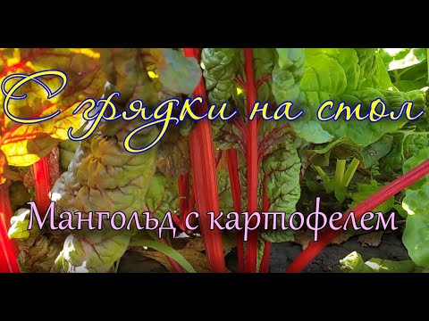 Видео: Мангольд с картофелем: просто, вкусно и полезно.