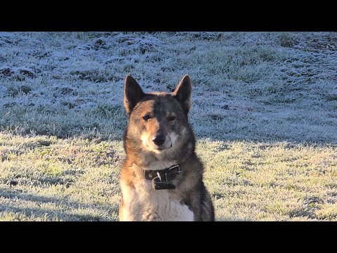 Видео: Каюру семь лет 