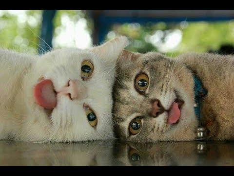 Видео: 30 ВОПРОСОВ И ОТВЕТОВ О КОТАХ!  30 QUESTIONS AND ANSWERS ABOUT CATS