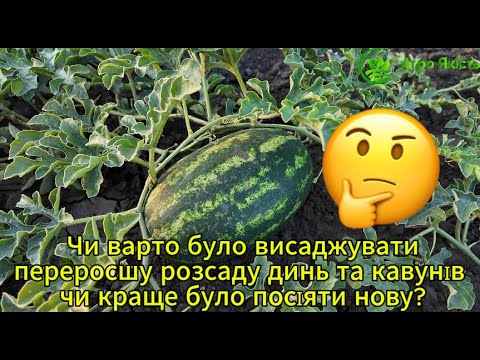 Видео: Чи варто було висаджувати переросшу розсаду динь та кавунів - чи краще було посіяти нову? Висновки
