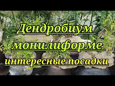 Видео: Дендробиум монилиформе на камнях.Обзор теплицы.