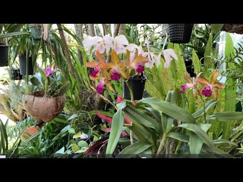 Видео: Ароматные Орхидеи, Каттлеи, Энциклия СуперАроматная, Vanda Pink Diamond.💥