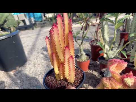 Видео: Эониум, кактус, эхеверия распродаются в питомнике Мими, 714-489-1876
