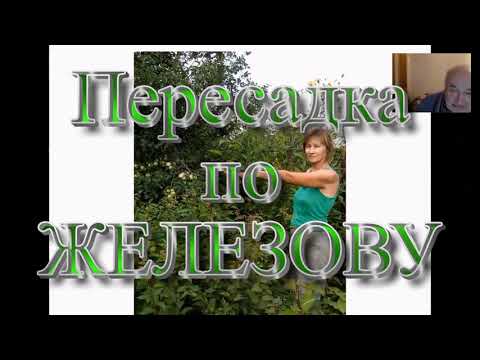 Видео: Посадка и пересадка сеянцев и стратификация семян (Валерий Железов)