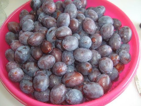 Видео: Слива 5дневка. Маринкины творинки