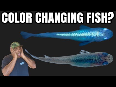 Видео: Эта рыба меняет цвет?