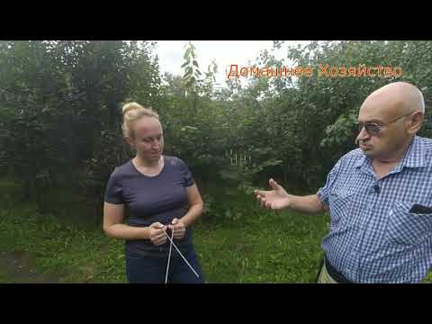 Видео: Биолокационные рамки//Какое Биополе//МЕРТВЫЕ УЧАСТКИ В САДУ
