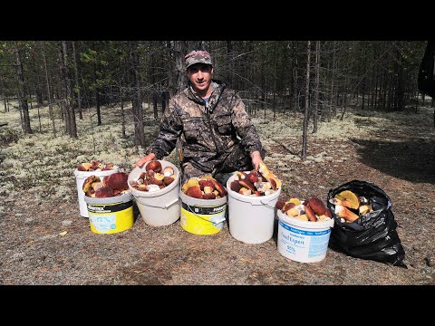 Видео: НЕТРОНУТЫЙ ЛЕС!!! МАССОВЫЙ СБОР ГРИБОВ!!! НЕКУДА НАСТУПИТЬ, КРУГОМ ОДНИ БЕЛЫЕ!!! ГРИБАЛКА 2024 г