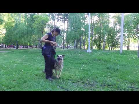 Видео: Дрессировка собак. Команда "АПОРТ". Как научить.