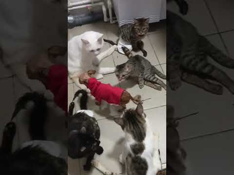 Видео: Кошаки и Дашуля 🥰