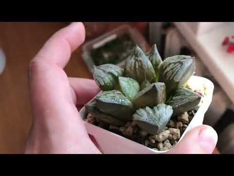 Видео: Хавортії . Haworthia