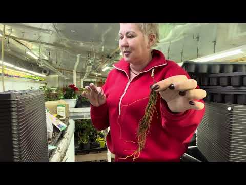 Видео: Новые кассеты, удобрения, клематисы. Покупки для растений.