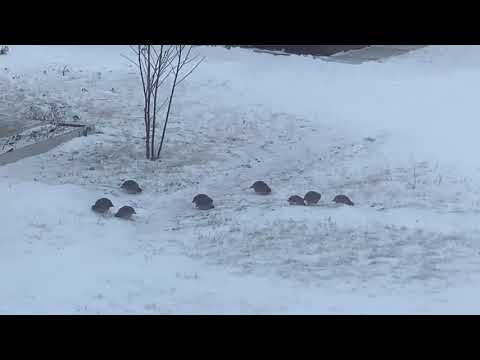 Видео: Ошибки при изготовлении силков для ловли куропаток