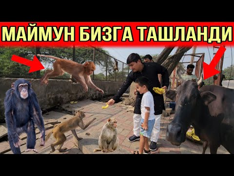 Видео: ХИНДИСТОНДА  ВАХШИЙ МАЙМУНЛАР...УНДАЙ КИЛА КУРМАНГ