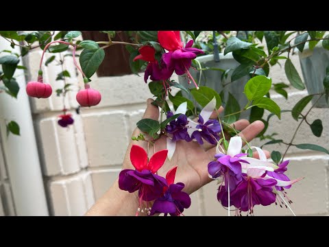 Видео: Болмо гулу. Фуксия гулу боюнча 11.05.25г