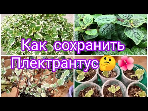 Видео: КАК СОХРАНИТЬ ПЛЕКТРАНТУС В ДОМАШНИХ УСЛОВИЯХ? 🤔🌺