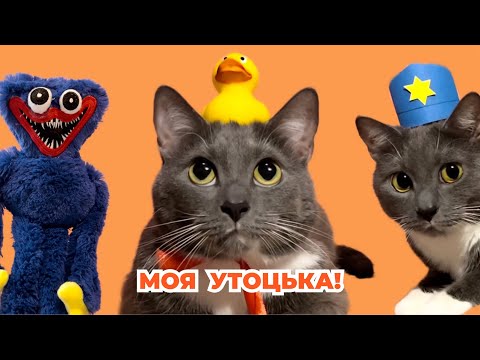 Видео: КОТИКИ В ШКОЛЕ - ЛОТКОВ В ПОИСКАХ УТЬКИ