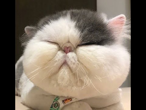 Видео: 😺 Я не толстый - это мышцы! 🐈 Видео смешных кошек и котят для поднятия настроения! 😻