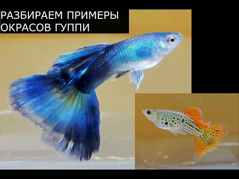 Видео: Разбираем примеры окрасов гуппи